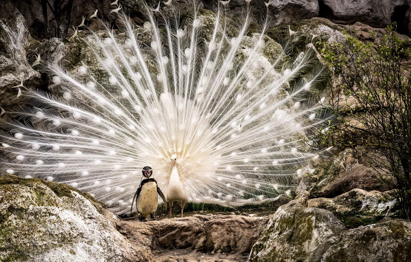 Photo wallpaper white, nature, stones, each, rocks, bird, penguins, tail
