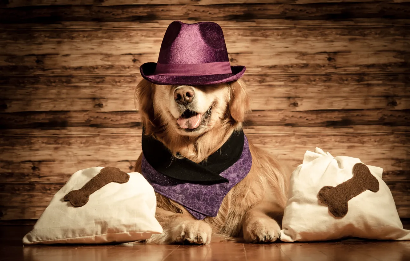 Photo wallpaper hat, pillow, Retriever