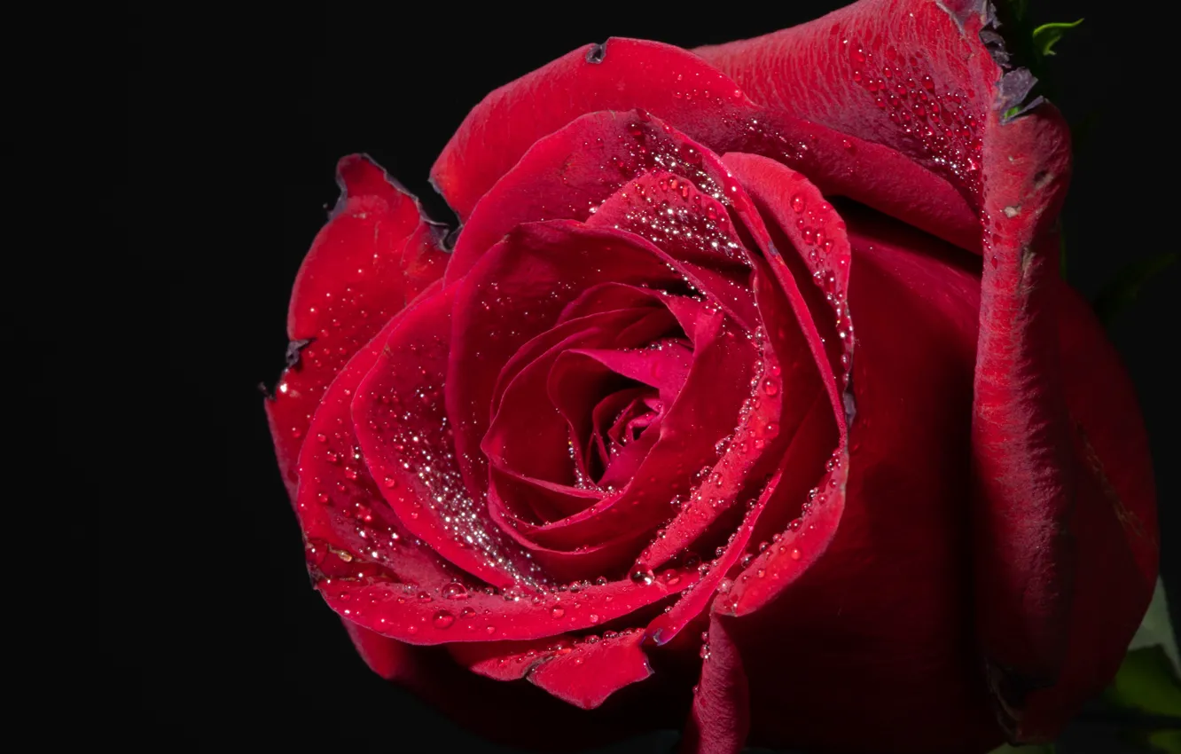 Photo wallpaper macro, roses, petals, buds, black background