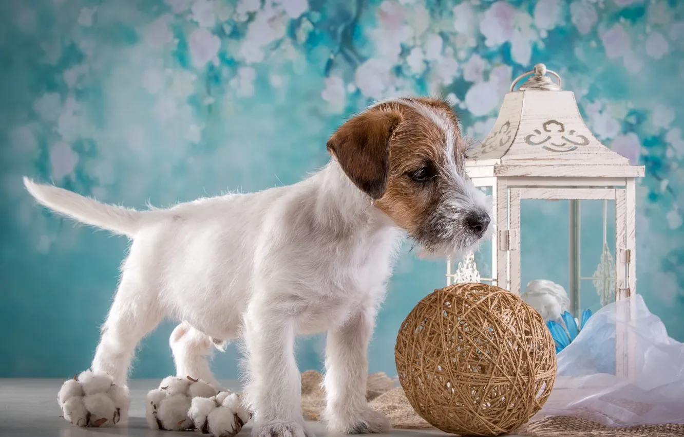 Photo wallpaper tangle, boy, lantern, puppy, the Sealyham Terrier