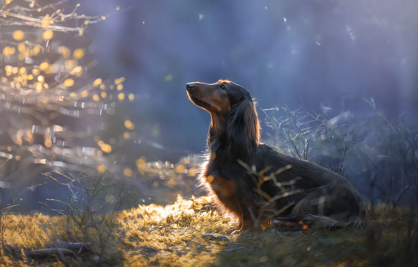 Photo wallpaper nature, dog, morning, Dachshund, dog, bokeh, Svetlana Pisareva