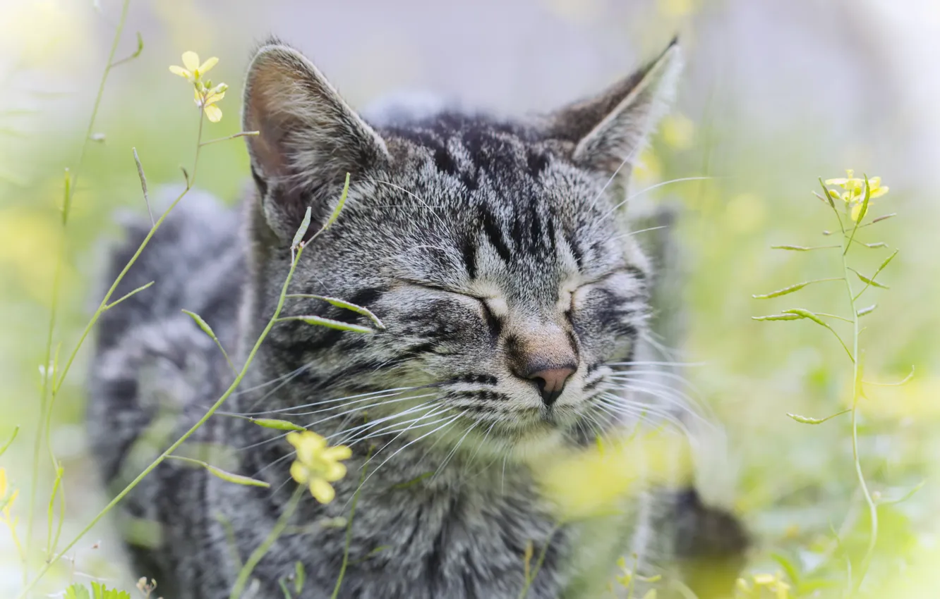 Photo wallpaper cat, grass, cat, flowers, grey, striped