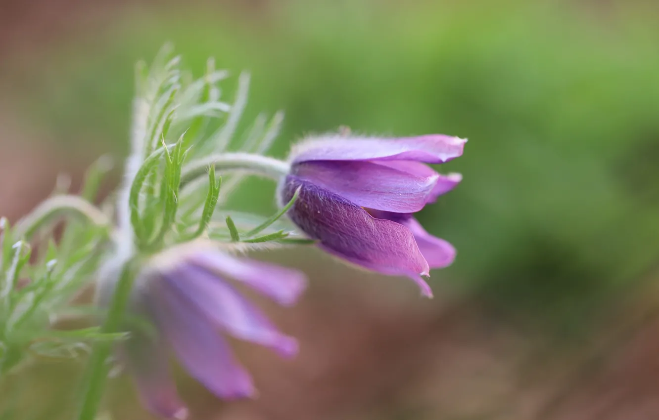 Photo wallpaper macro, flowers, nature, background, blur, spring, stem, buds