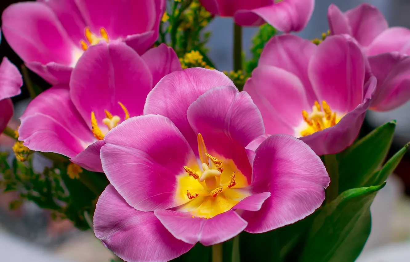 Photo wallpaper macro, flowers, bouquet, spring, petals, stamens, tulips, pink
