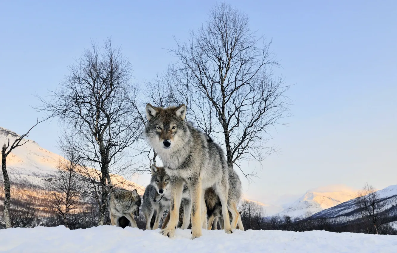 Photo wallpaper winter, look, wolf