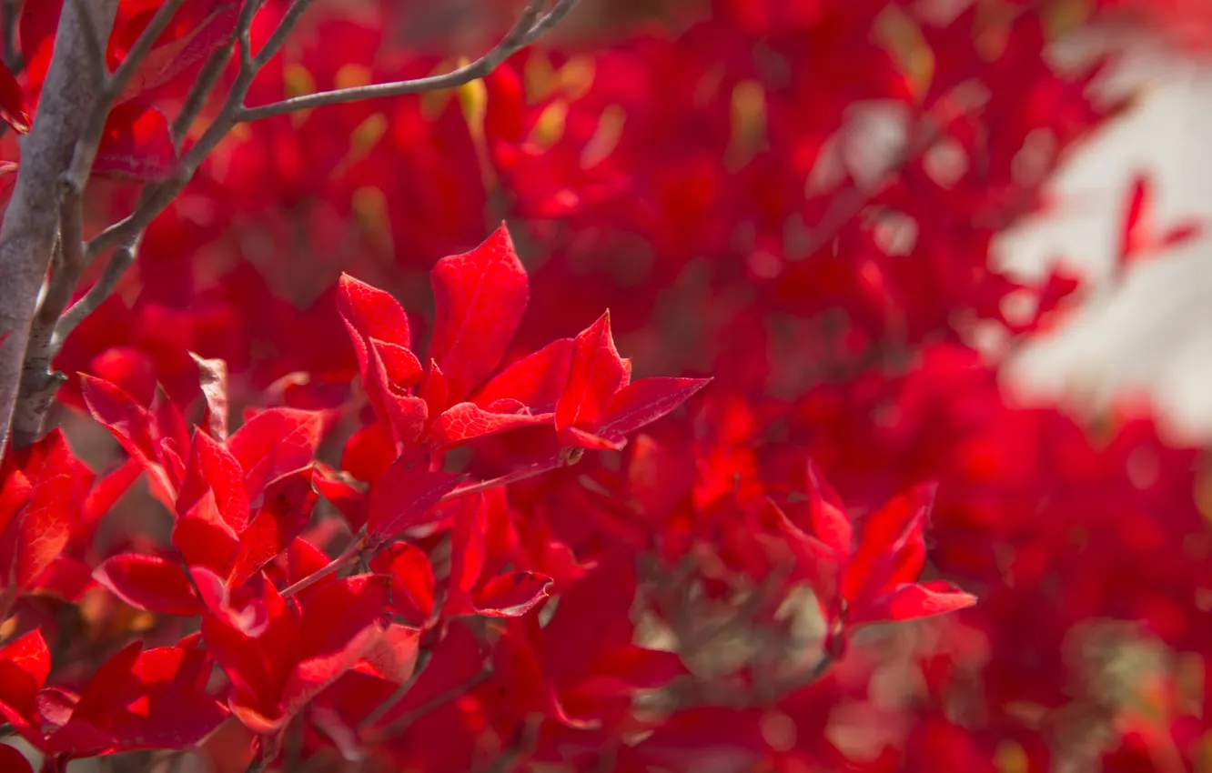 Photo wallpaper leaves, trees, branches, paint