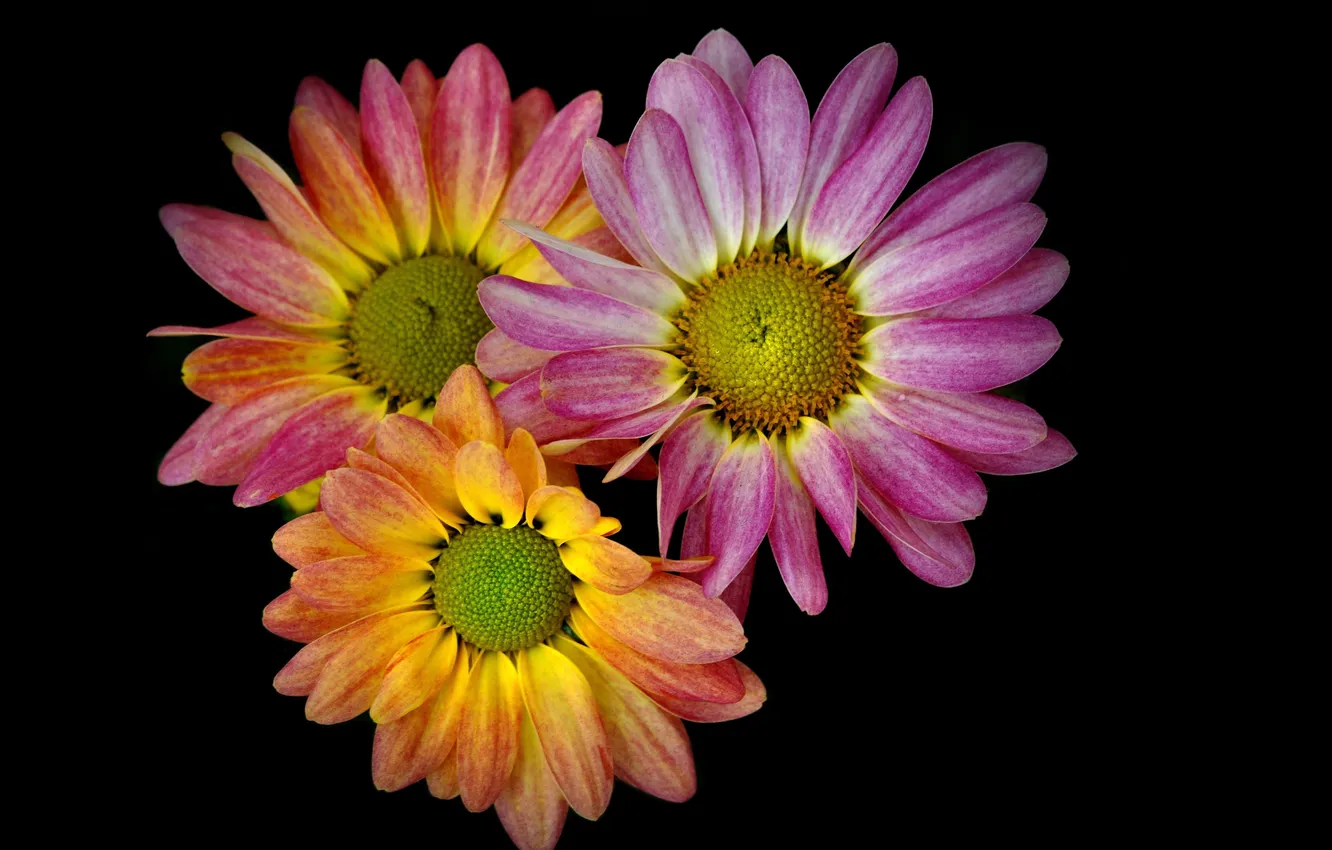 Photo wallpaper macro, background, paint, bouquet, petals