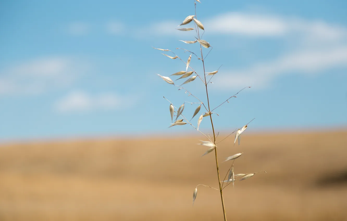 Photo wallpaper the sky, nature, plant, stem