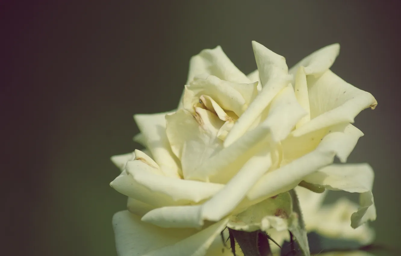 Photo wallpaper flowers, roses, petals