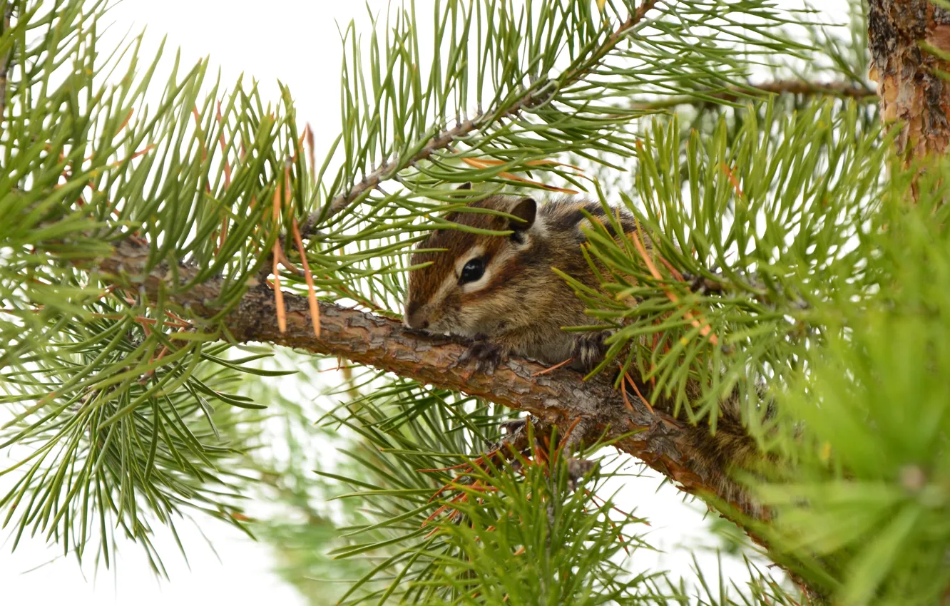 Photo wallpaper sprig, spruce, Russia, squirrel, Kogalym