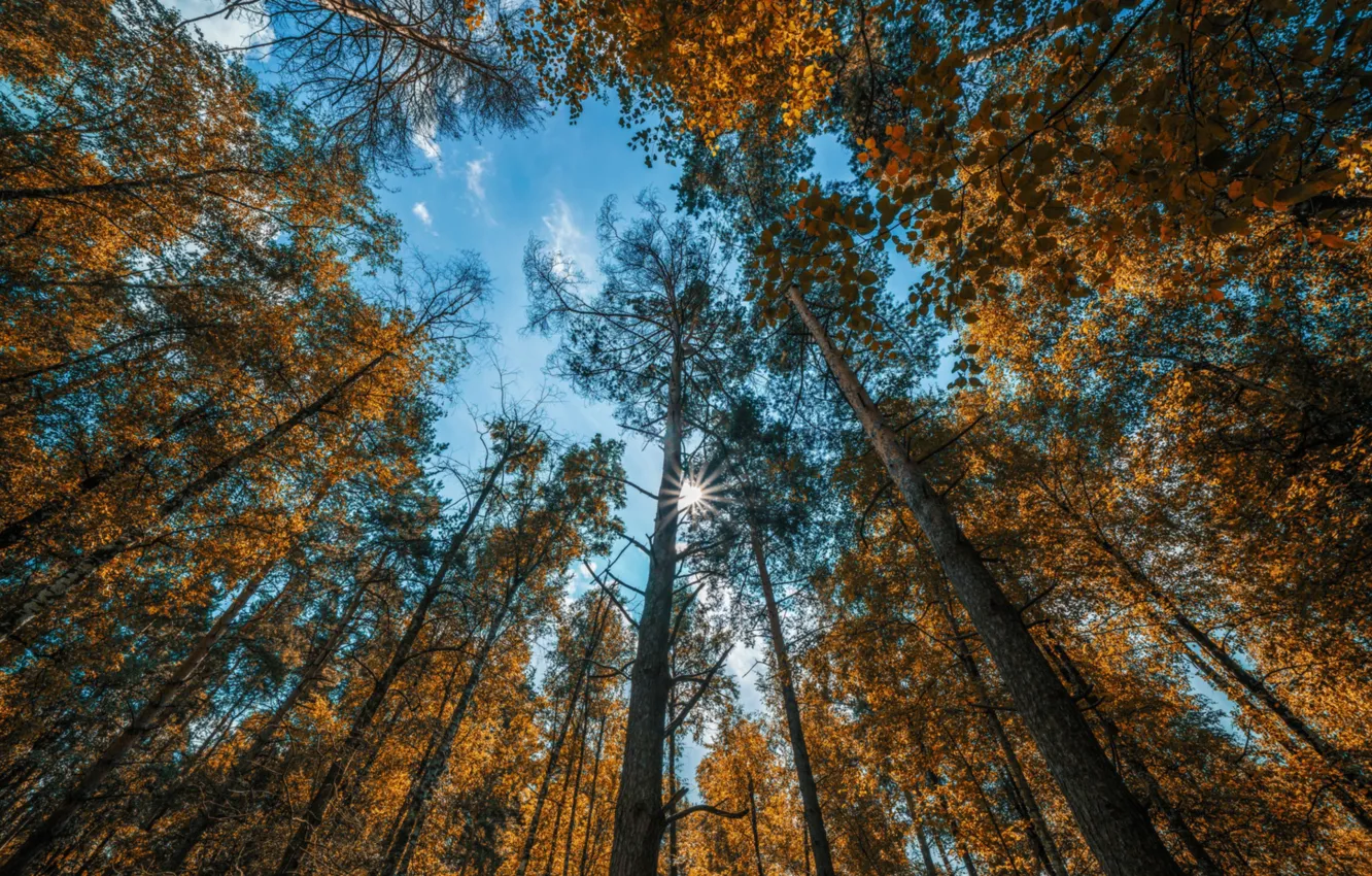 Photo wallpaper the sky, the sun, trees, branches, trunk