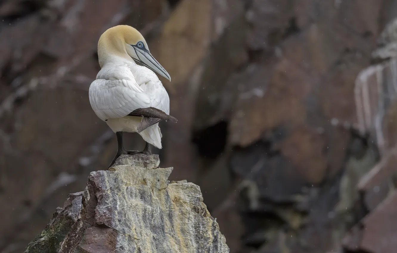 Photo wallpaper nature, stones, bird, Gannet, DUELL ©
