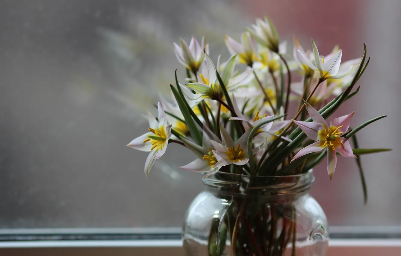 Photo wallpaper background, window, snowdrops