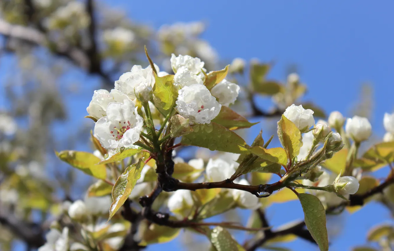 Photo wallpaper drops, sprig, after the rain, leaves, buds, pear, white flowers, sunlight