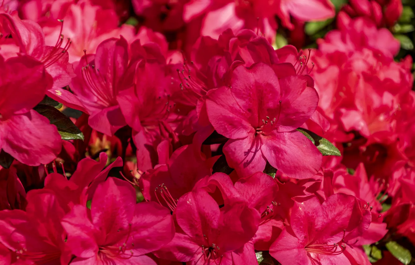 Photo wallpaper red, bright, Azalea, rhododendrons