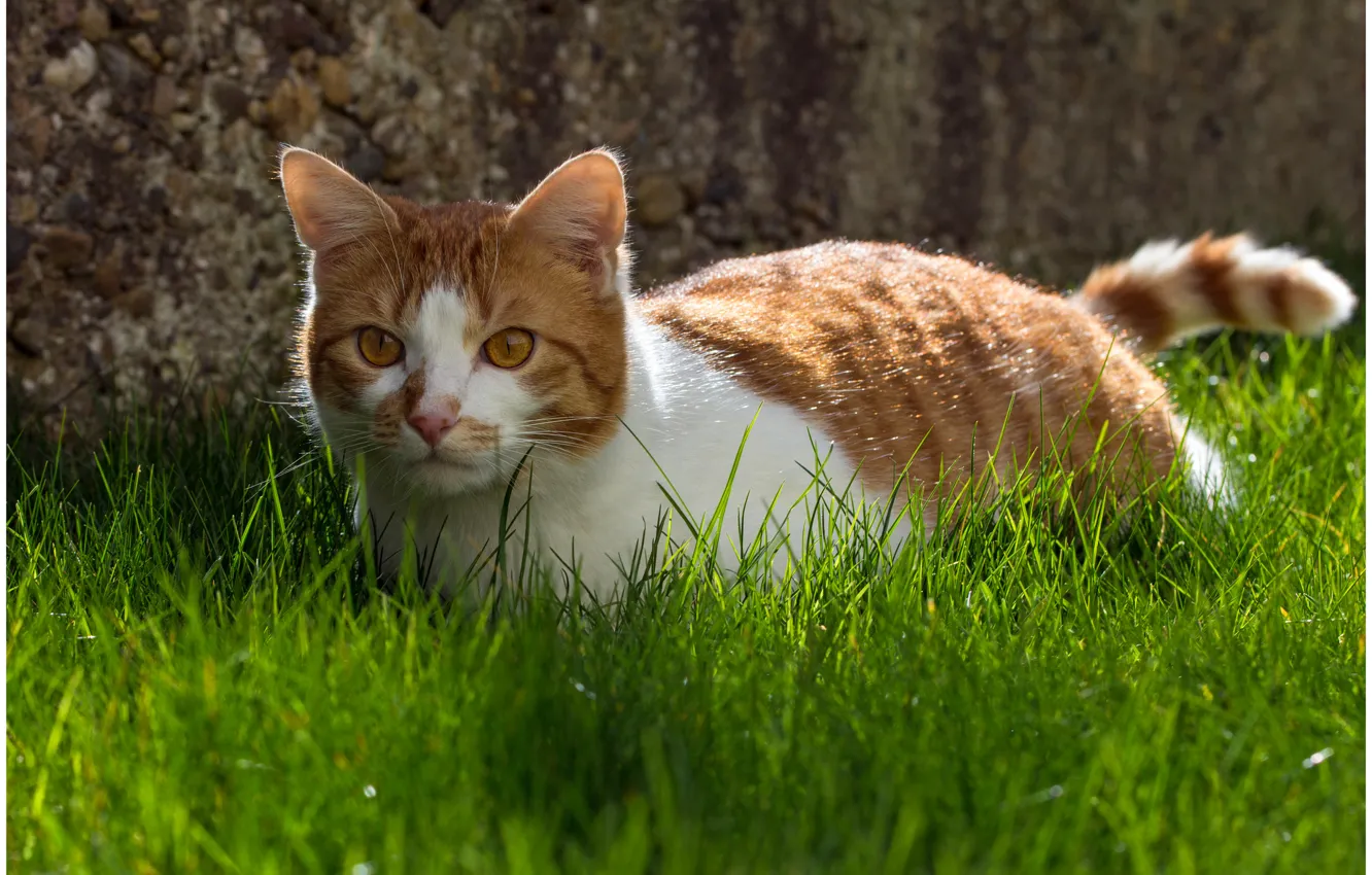 Photo wallpaper cat, grass, cat, background, animal, widescreen, Wallpaper, wallpaper