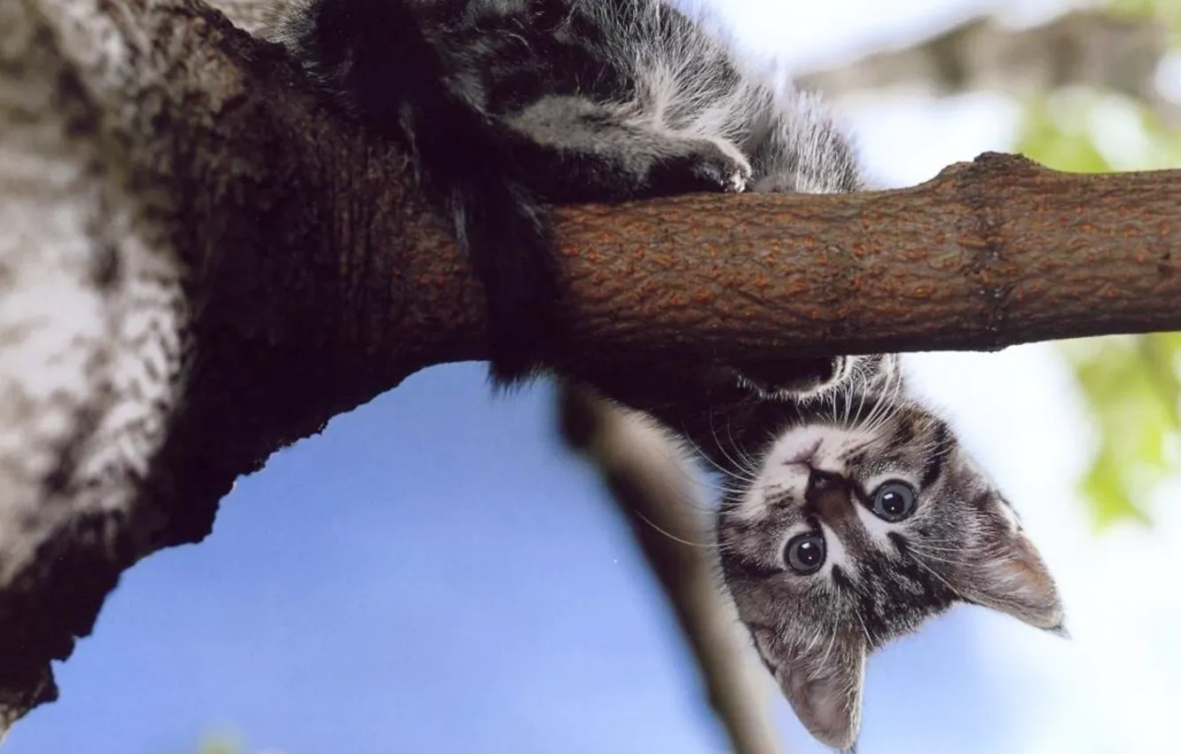 Photo wallpaper kitty, tree, branch