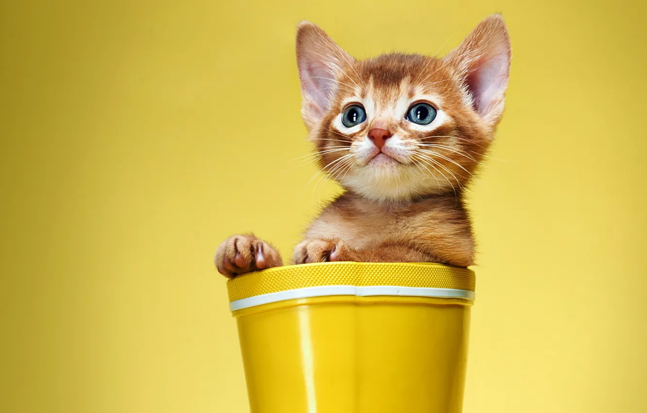 Photo wallpaper cat, yellow, kitty, background, red, boots