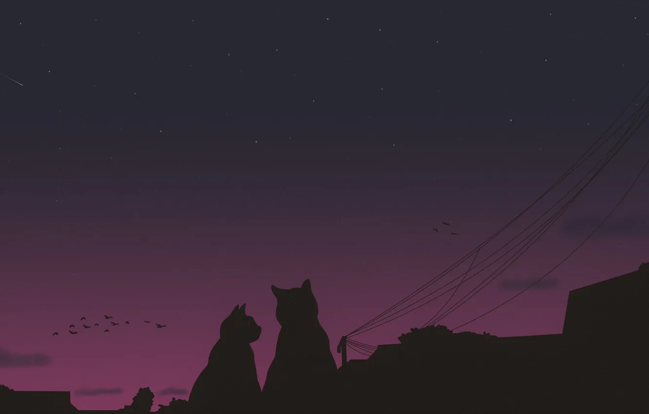 Photo wallpaper the sky, cat, stars, night, the city, bird, the evening