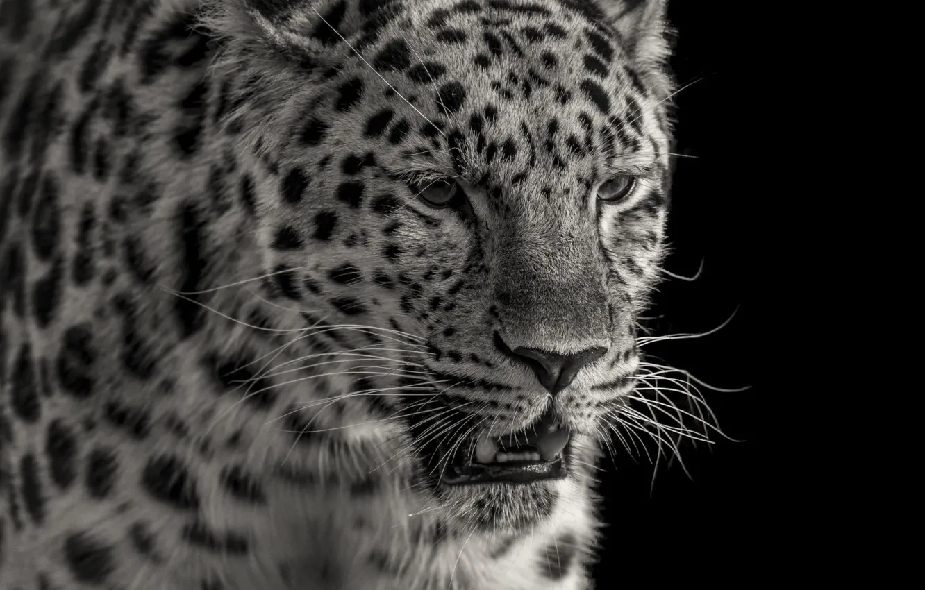 Photo wallpaper face, predator, leopard