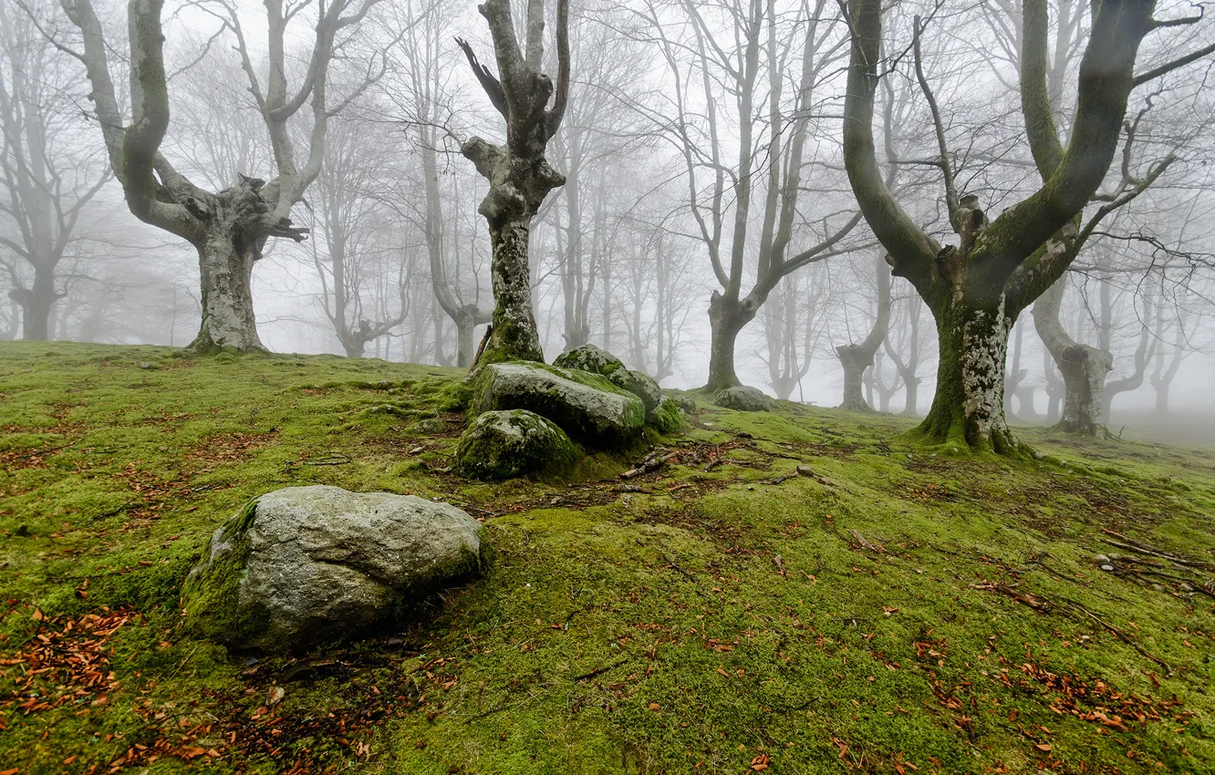 Photo wallpaper forest, nature, fog