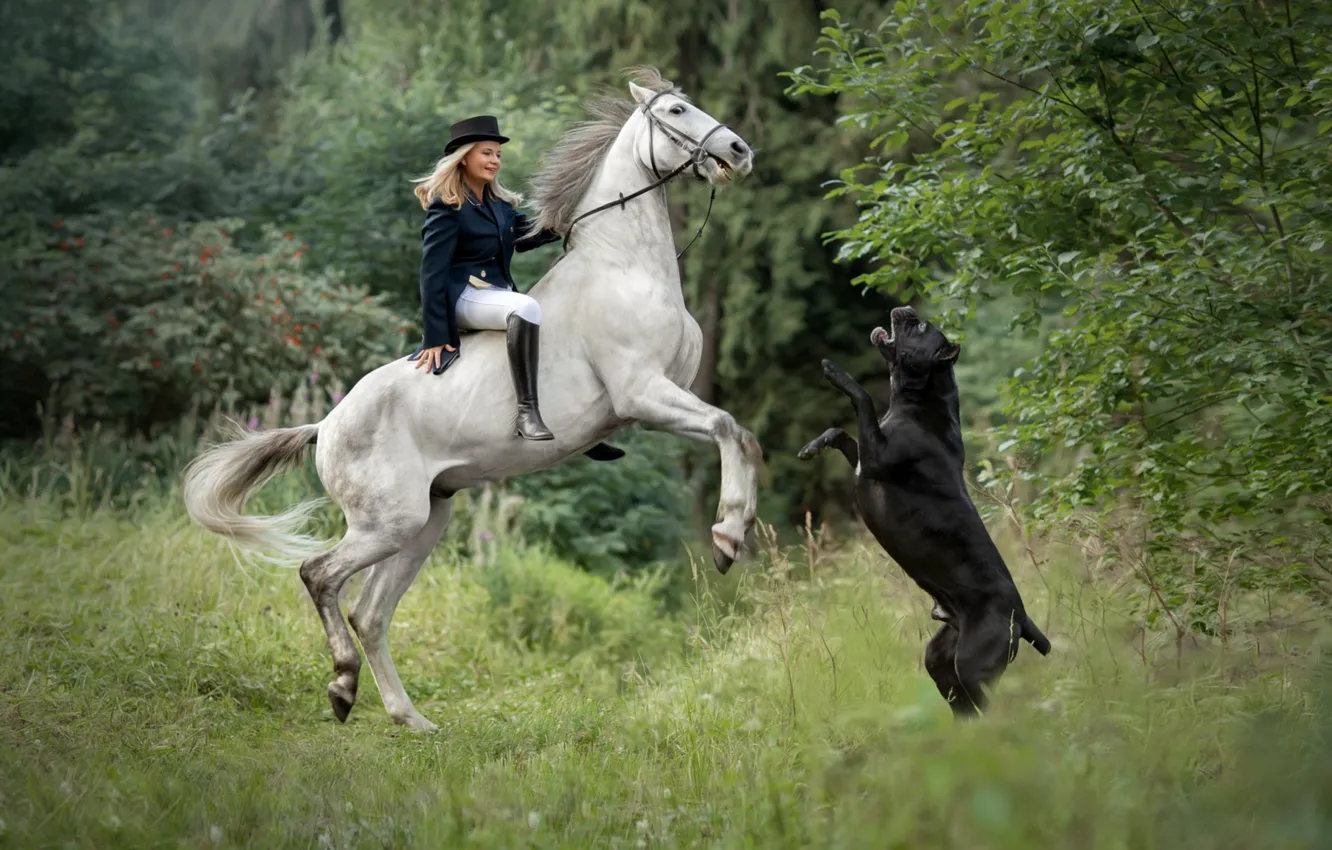 Photo wallpaper horse, dog, girl, rider