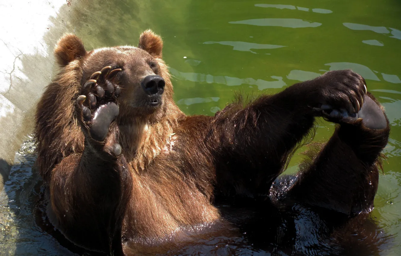 Photo wallpaper bear, bathed, Bruin