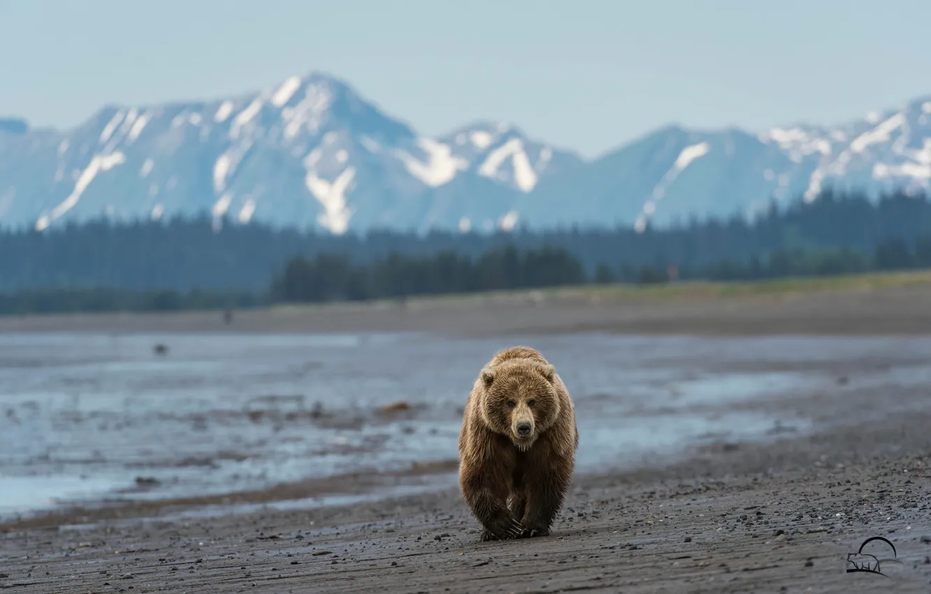 Photo wallpaper beach, mountains, bear, bear, Alaska