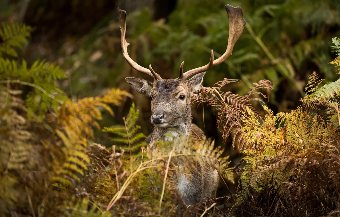 Photo wallpaper face, thickets, portrait, deer, fern