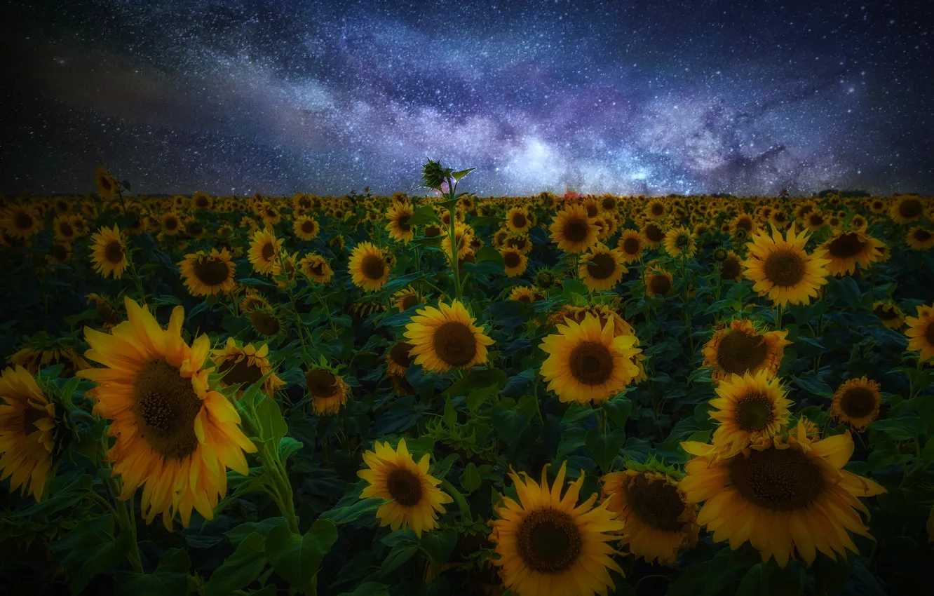 Photo wallpaper field, the sky, sunflowers, night, nature, stars, Paul Sahaidak