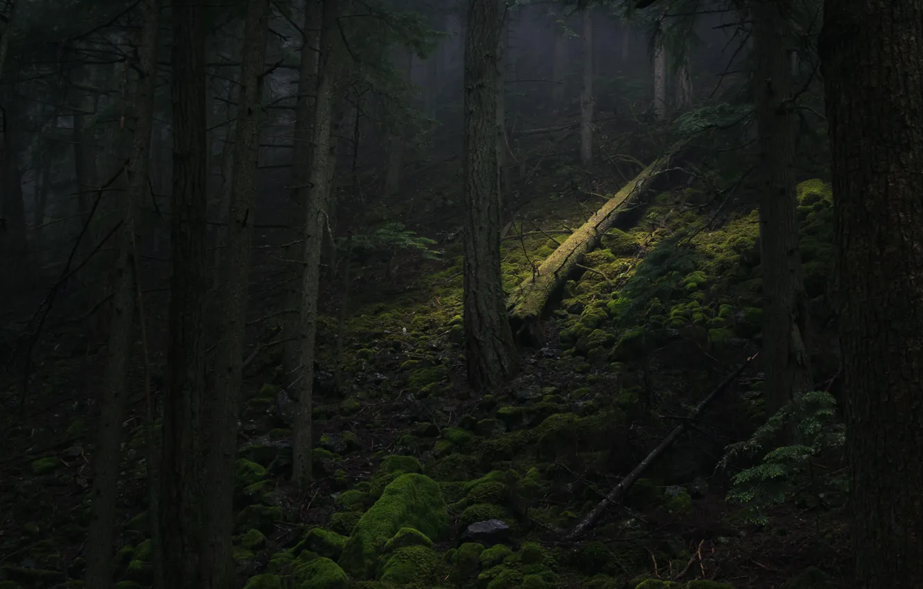 Photo wallpaper forest, trees, nature, moss