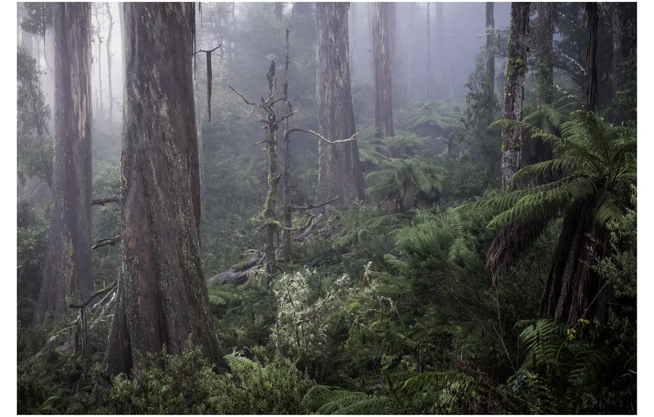 Photo wallpaper forest, trees, nature, fog, Victoria, Australia, ferns, Australia