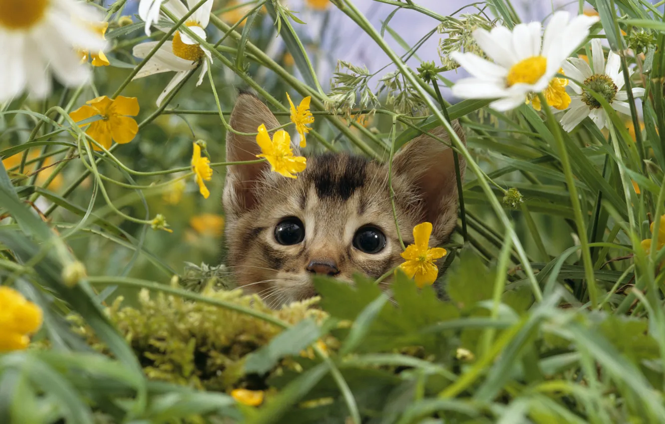 Photo wallpaper cat, grass, macro, nature, kitty, glade, chamomile, meadow