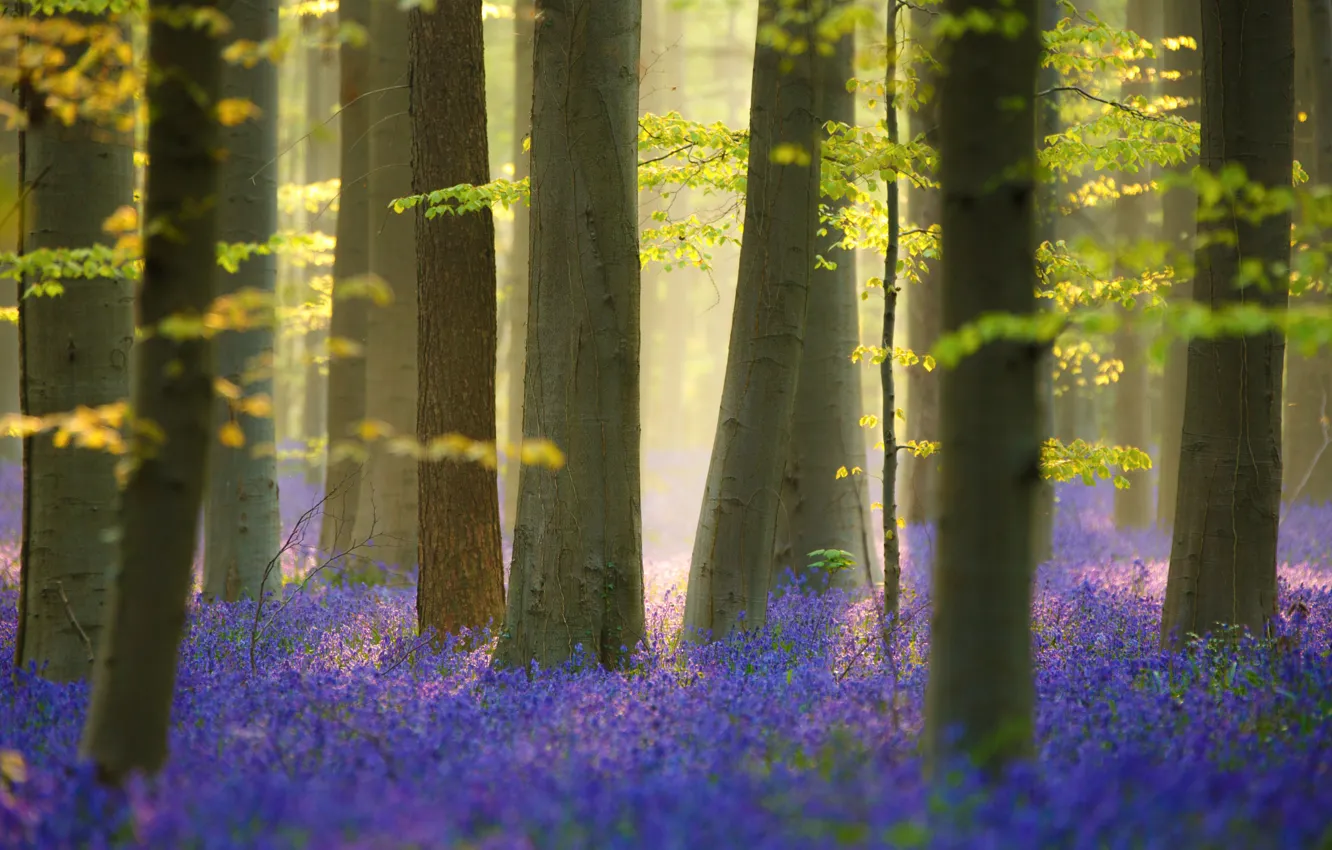 Photo wallpaper forest, light, trees, flowers, nature, spring