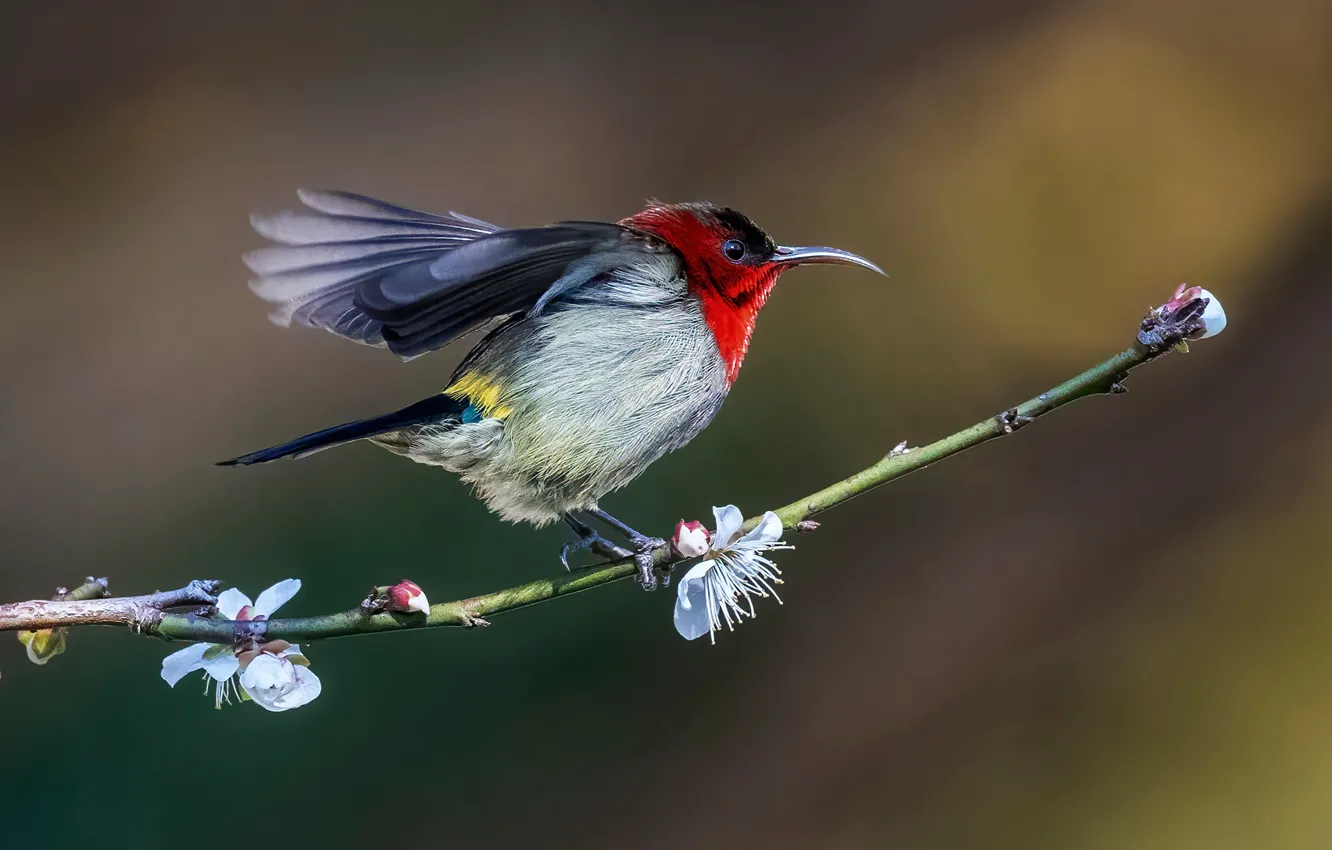 Photo wallpaper flowers, branches, nature, bird, the Sunbird