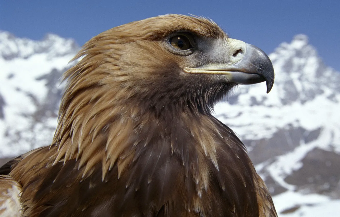 Photo wallpaper mountains, bird, eagle