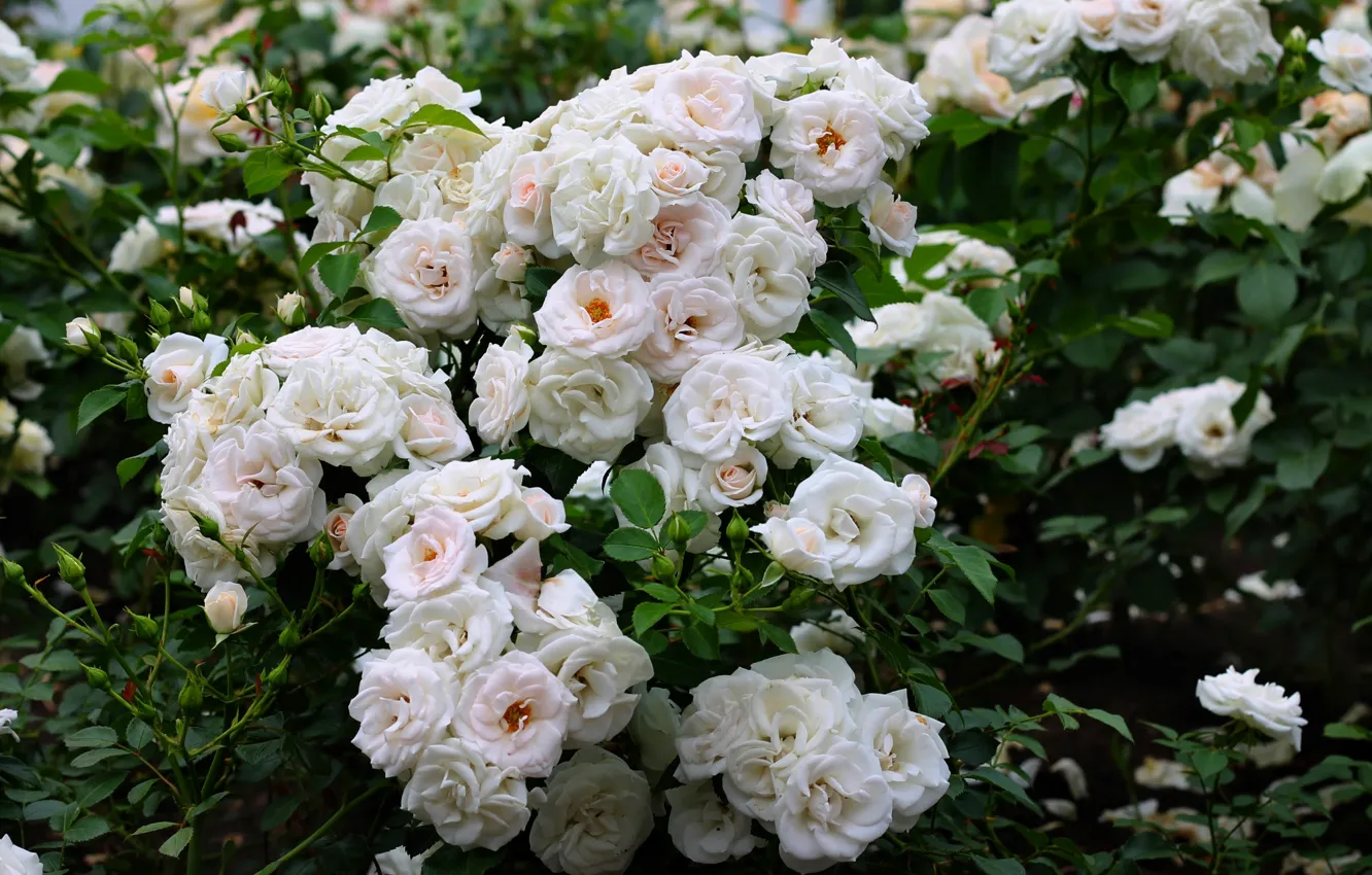 Photo wallpaper white, Bush, roses