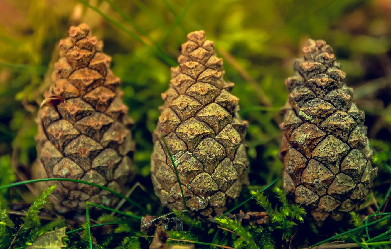 Photo wallpaper macro, three, bumps