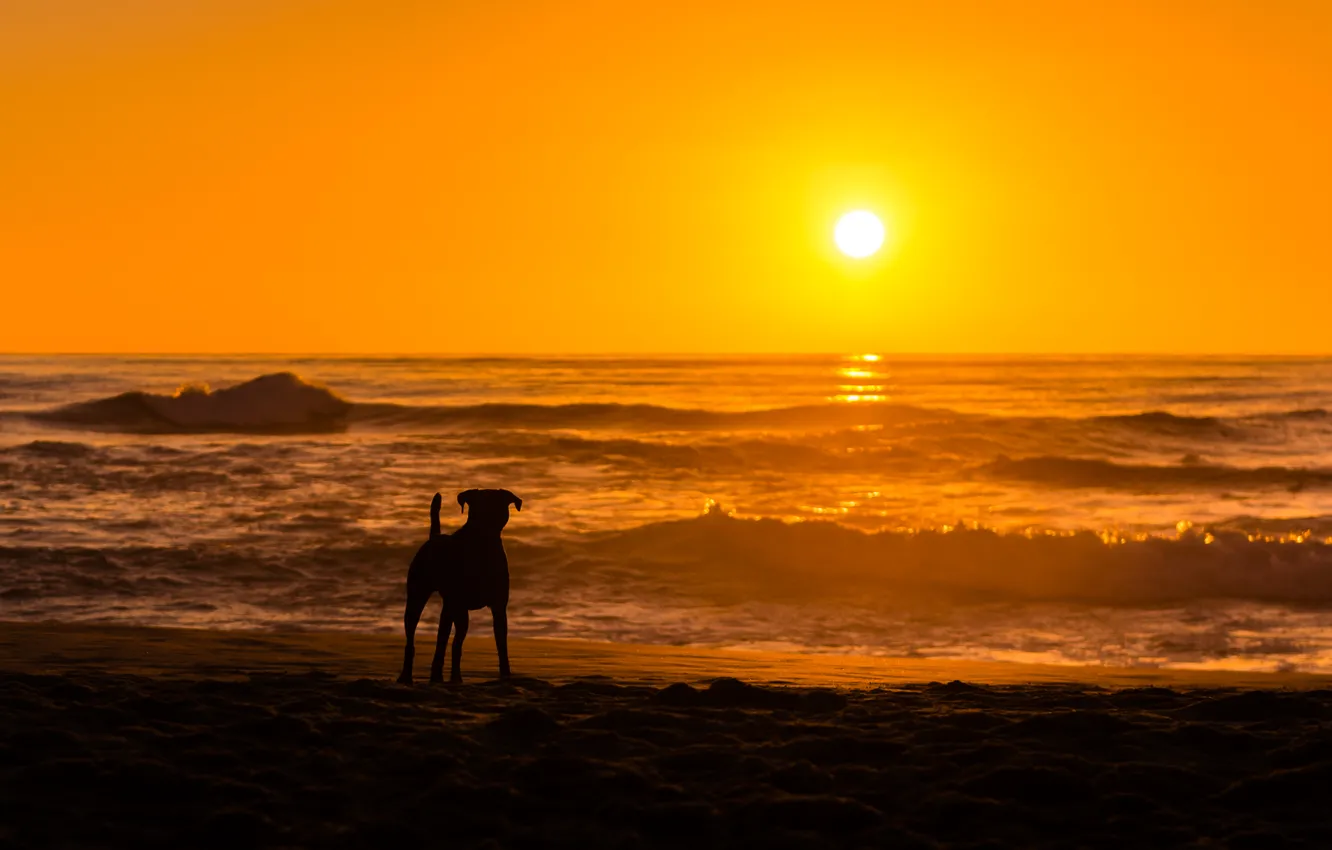 Photo wallpaper sea, sunset, dog