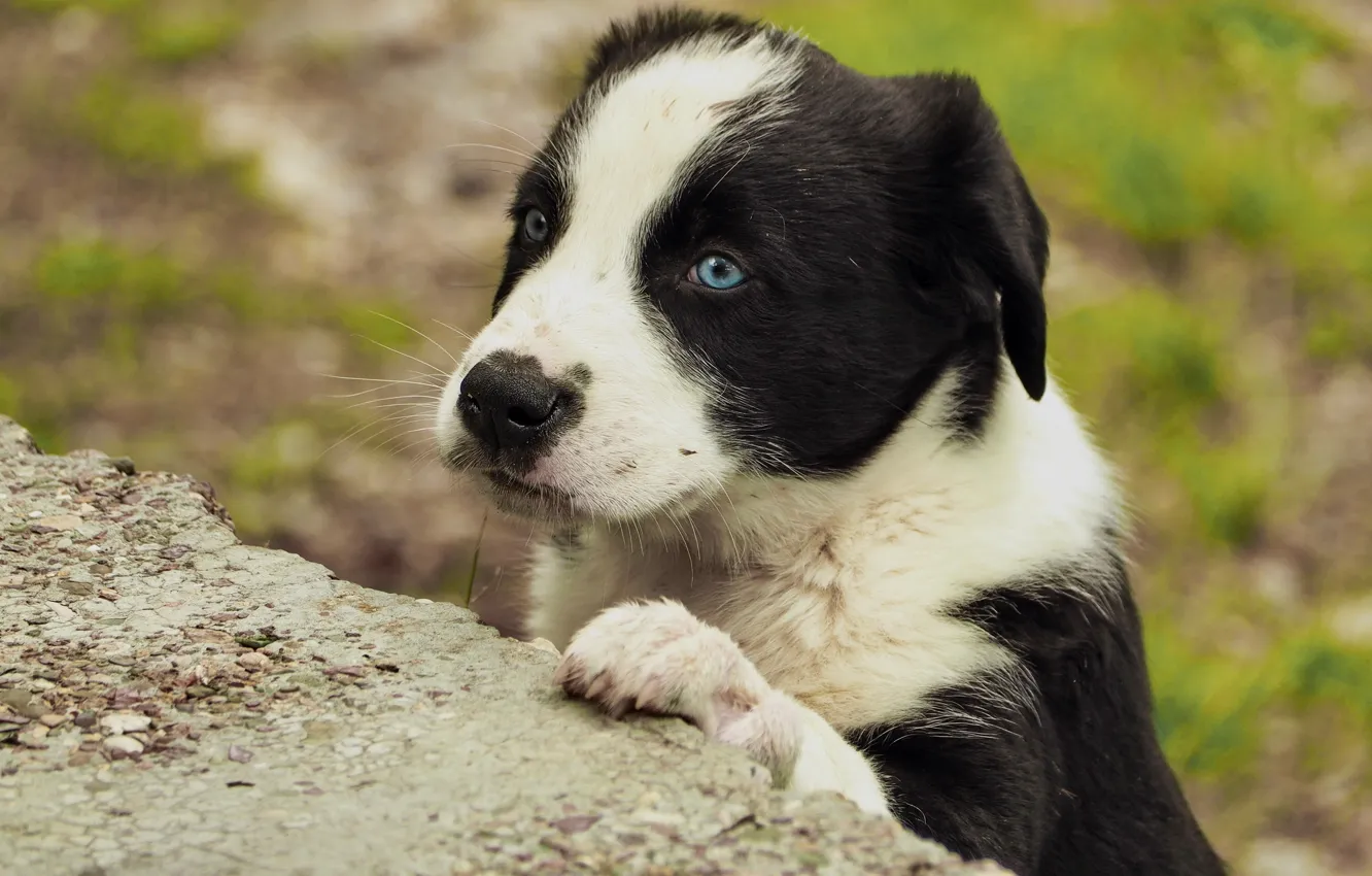 Photo wallpaper look, face, dog, puppy