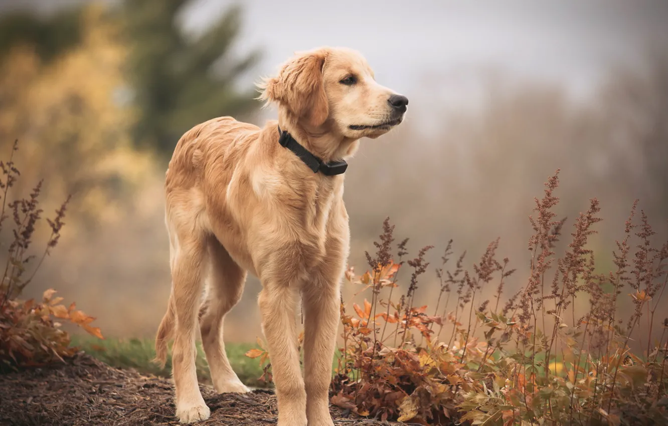 Photo wallpaper look, each, dog, Golden Retriever