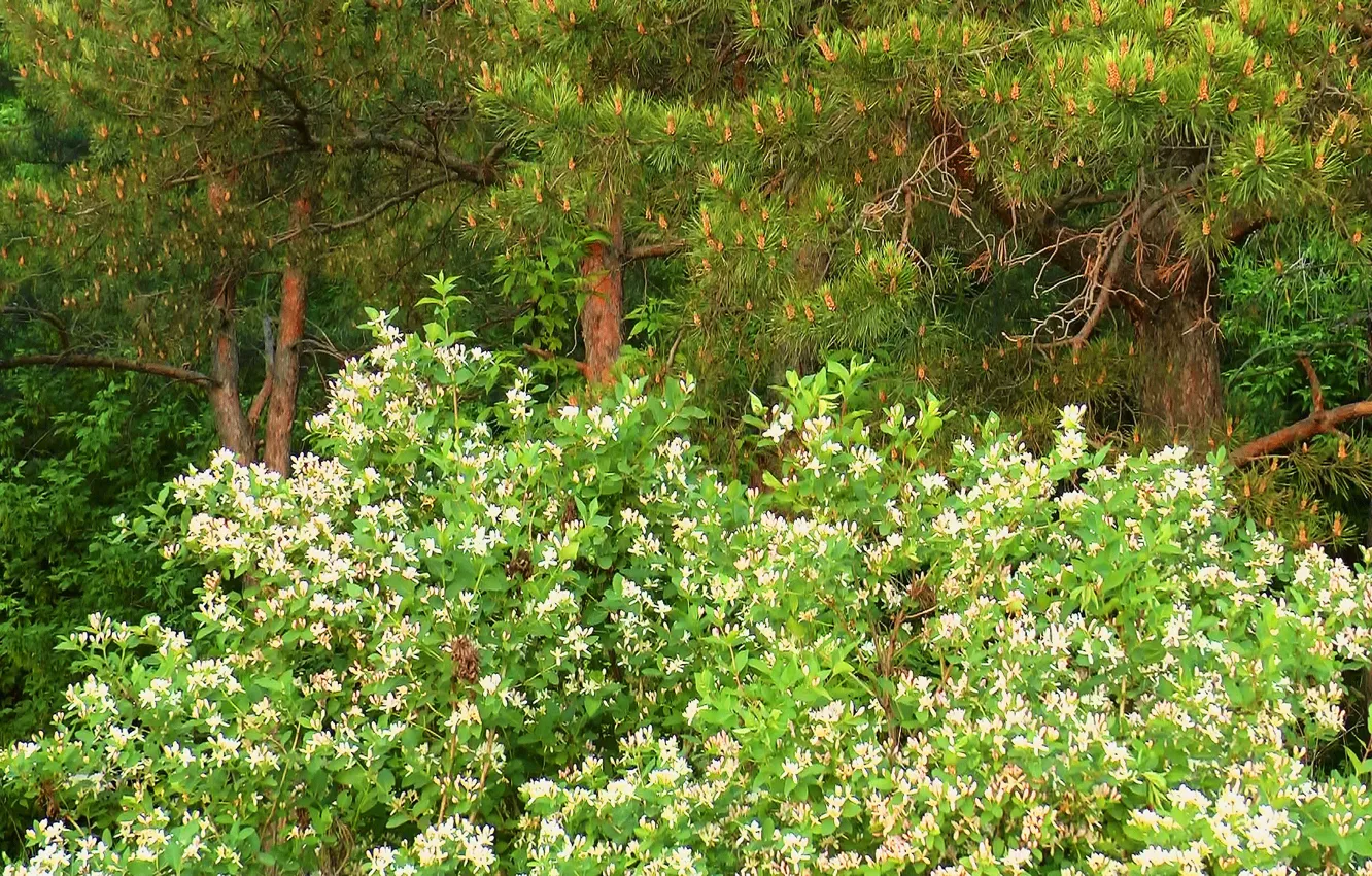 Photo wallpaper summer, flowers, background, needles, taiga, the bushes, pine, cover