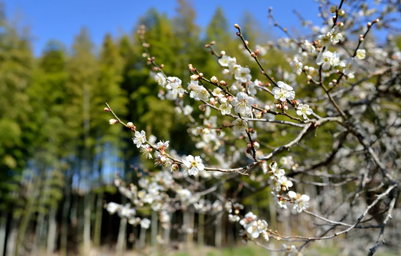 Photo wallpaper flowers, tree, spring, Sunny, flowering
