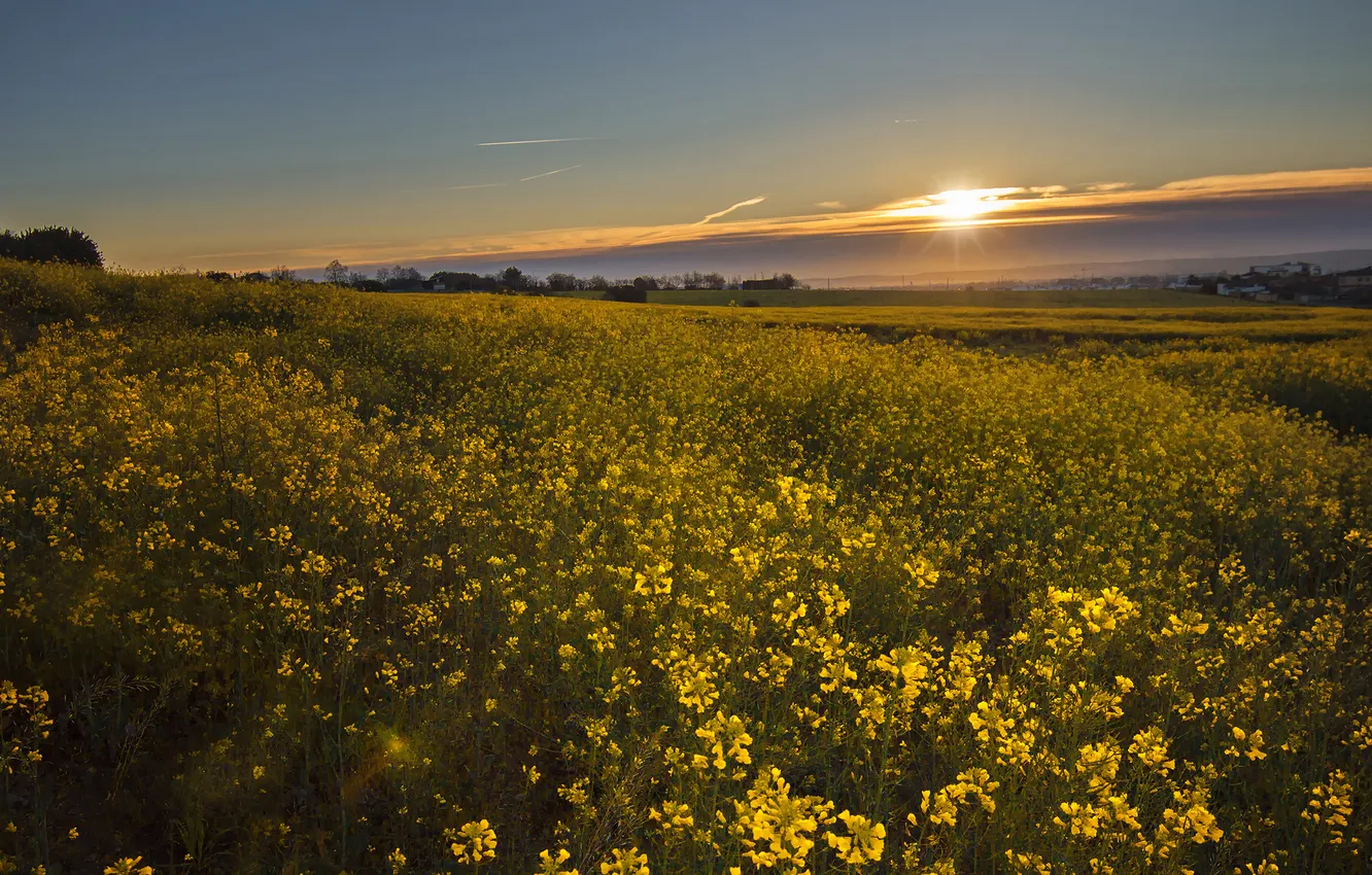 Photo wallpaper the sky, the sun, sunset, flowers, spring, dal, meadow, space