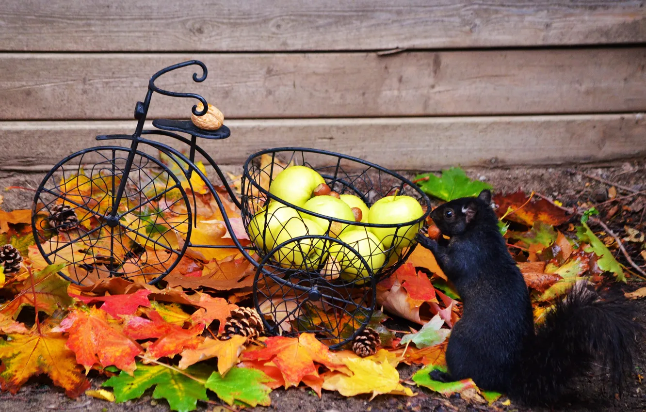 Photo wallpaper autumn, leaves, bike, animal, apples, protein, nuts