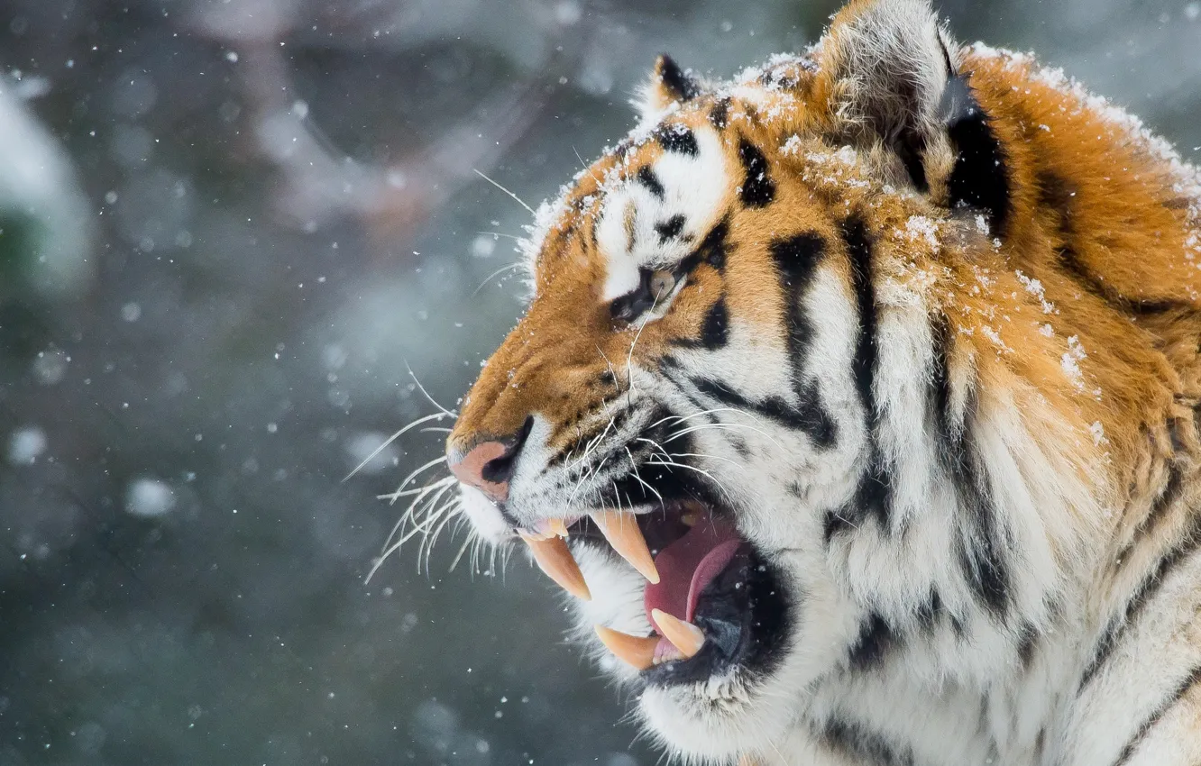 Photo wallpaper winter, face, tiger, teeth, mouth, grin