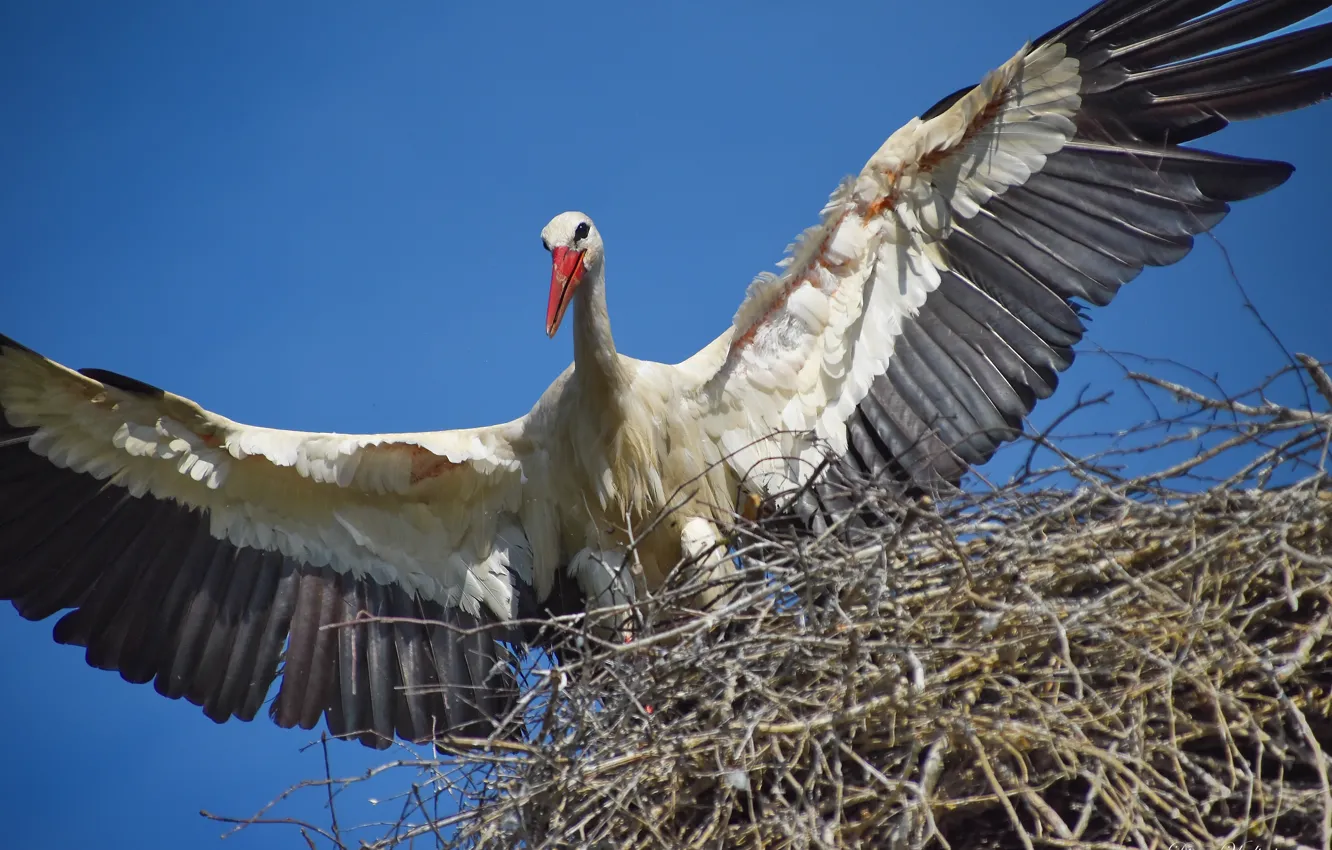 Photo wallpaper summer, bird, stork