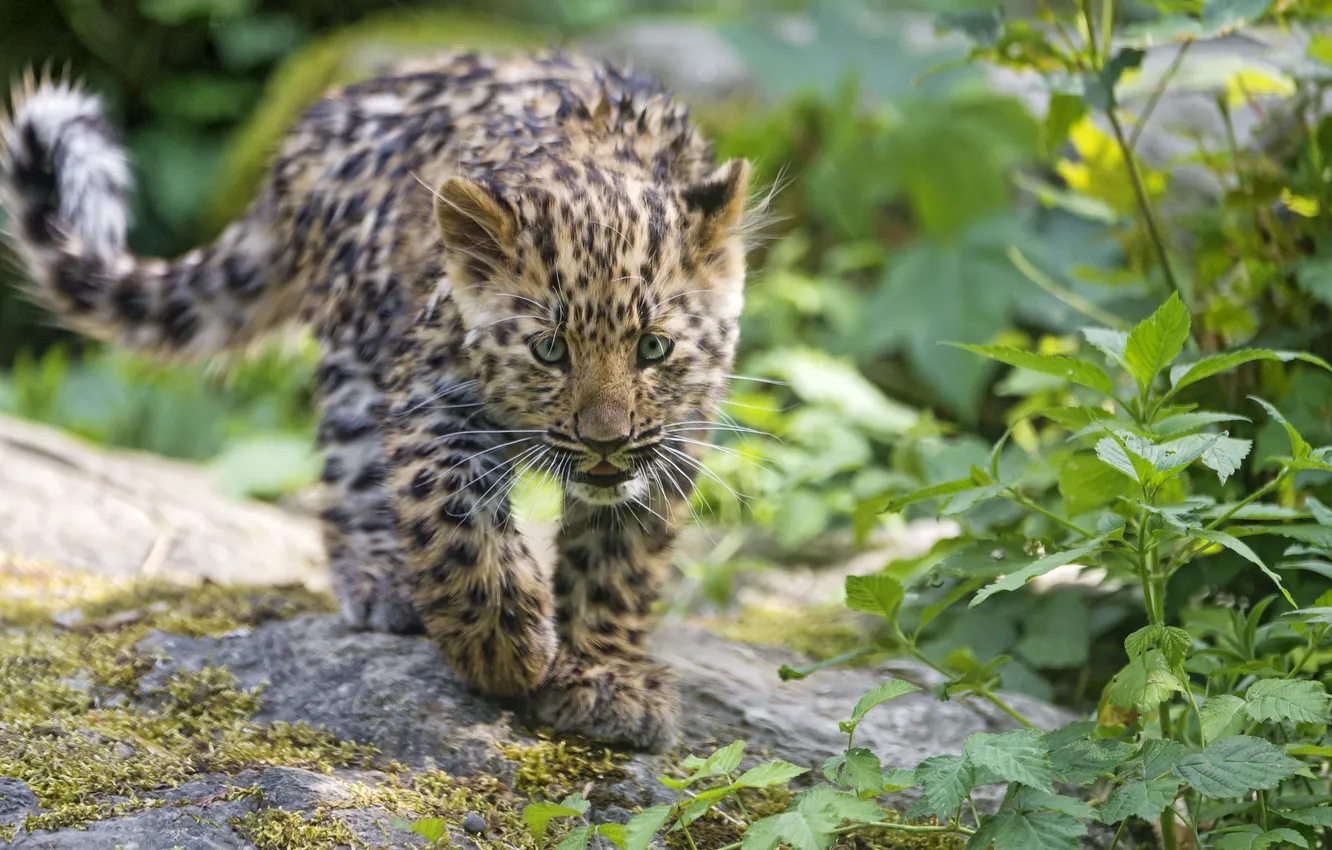 Photo wallpaper cat, look, leopard, cub, kitty, Amur, ©Tambako The Jaguar
