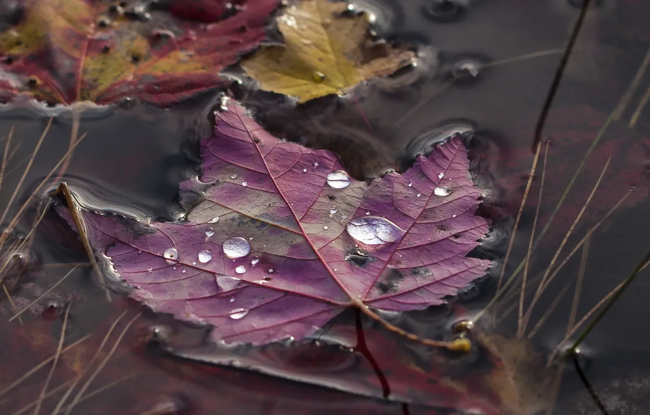 Photo wallpaper autumn, leaves, nature