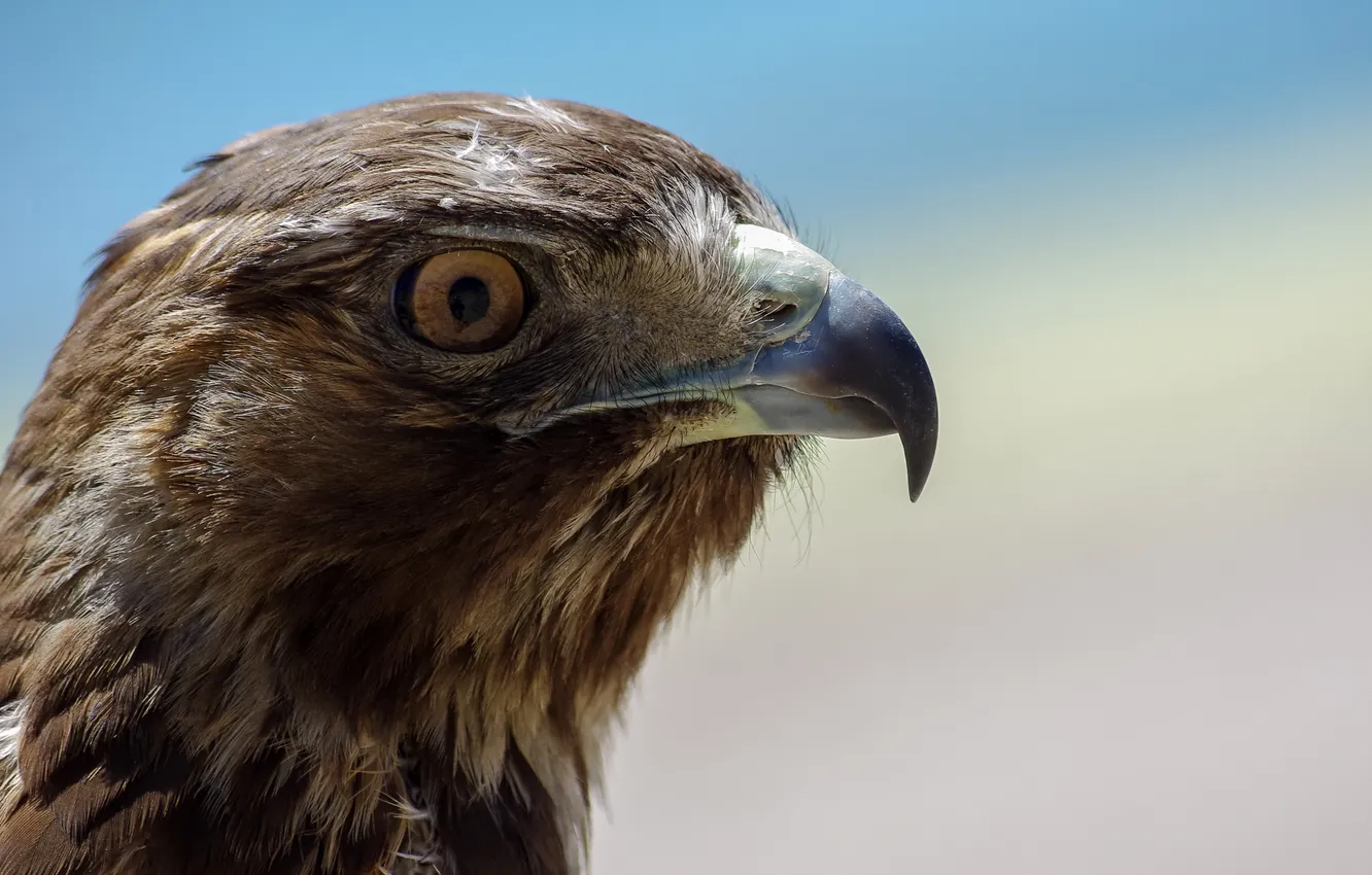 Photo wallpaper macro, bird, eagle